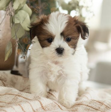 Shihtzu Bichon puppies, Shihtzu mix puppies, Bichon mix puppies, Timbercreek Shichon puppies,