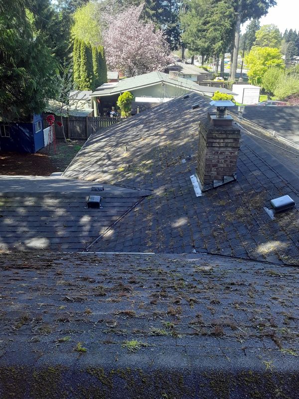 Mossy rooftops surrounded by trees and blooming flowers in a suburban neighborhood.