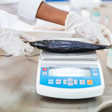 Quality control of frozen fish and seafood