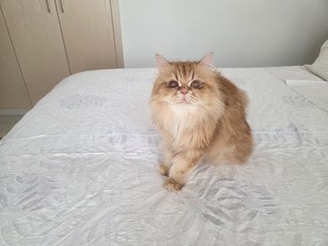 Wider view of the aplic work bed cover and our brand ambassador Queenie.