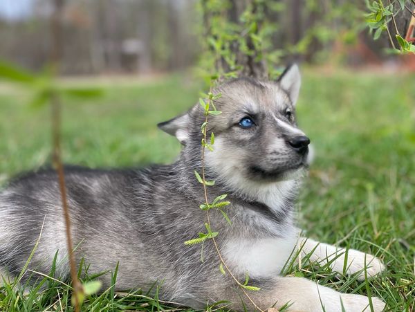 Small siberian husky puppy with chimera eyes, one blue, one brown in grass beneath willow branches.