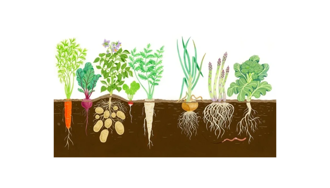 Illustration of various root vegetables growing underground with their plants above soil.