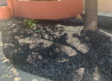 Front yard with walkway & tree.
