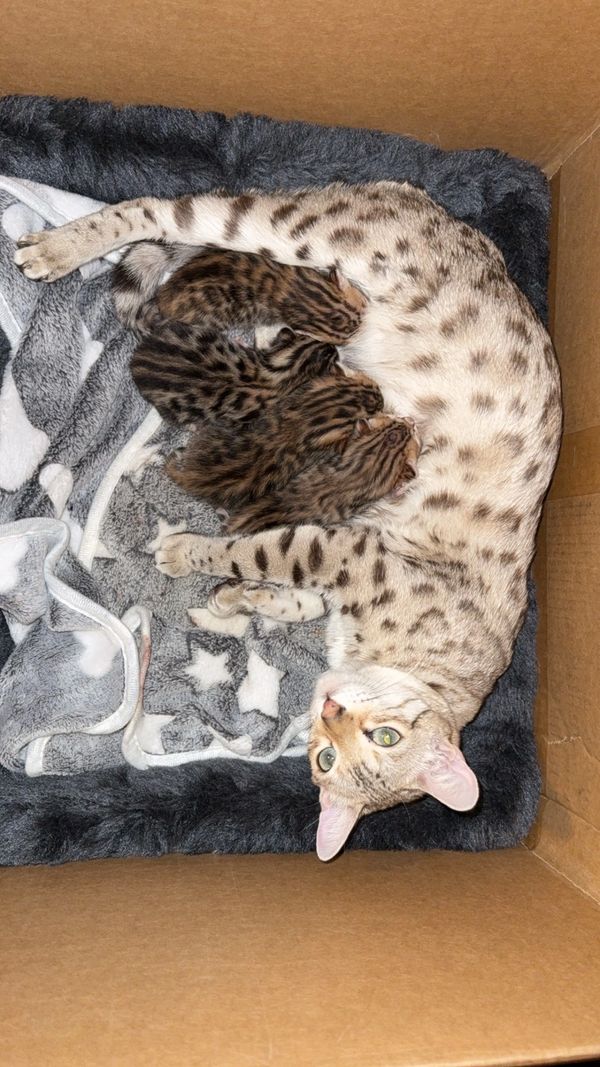 Rose is an excellent mother to her for healthy babies!
