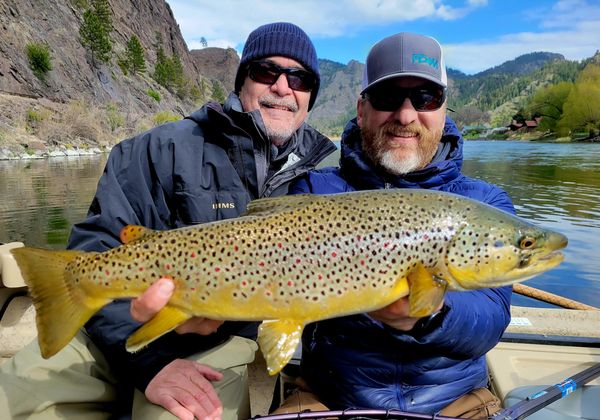 A big Brown Trout caught in the Missouri River near Craig MT with Montana Fishing Guide and client