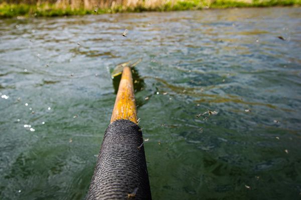 Missouri River Mayflies on surface of water next to drift boat oar