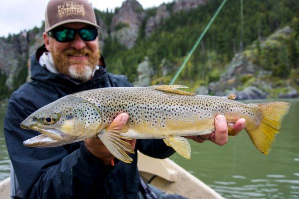 Brown Trout caught on the Missouri River while Fly Fishing with Montana Fishing Guide