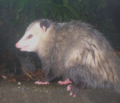 Large Opossum at night