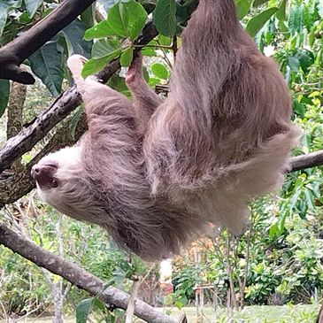 Two toed sloth