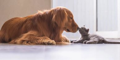 Golden retriever and gray kitten touching noses indoors on the floor.