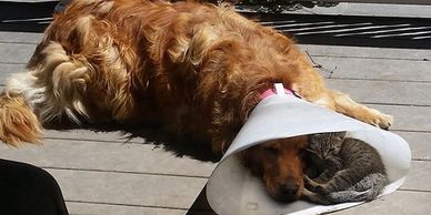 Dog wearing a cone cuddles with a kitten on a wooden porch.