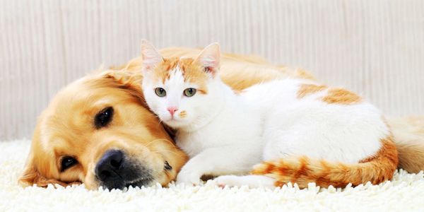 A dog and a cat cuddling together on a soft surface.
