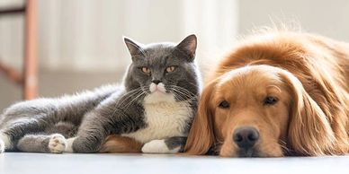 A gray and white cat lying next to a golden retriever on the floor.