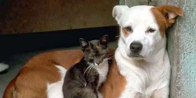 A cat comfortably resting on a dog's legs, showing a peaceful bond.