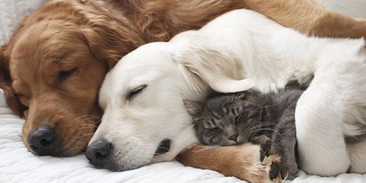Two dogs and a cat cuddling together peacefully on a bed.