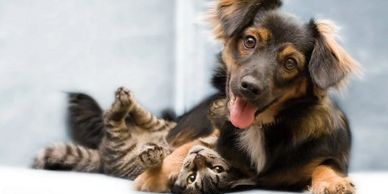 A happy dog lying with a playful tabby cat on a soft surface.