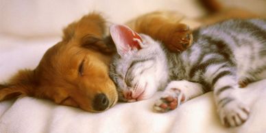 A puppy and kitten sleeping closely together, looking peaceful and cozy.