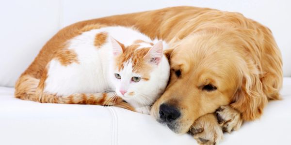 A ginger and white cat cuddles with a golden retriever on a white couch.