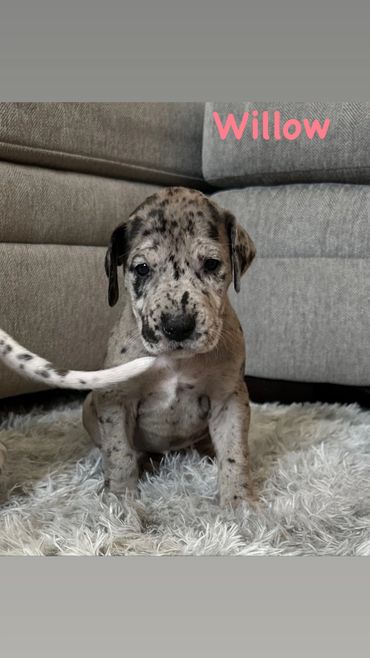 Merle Great Dane puppy sitting on rug