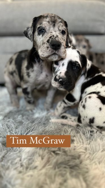 A Merle and harlequin Great Dane puppy laying down