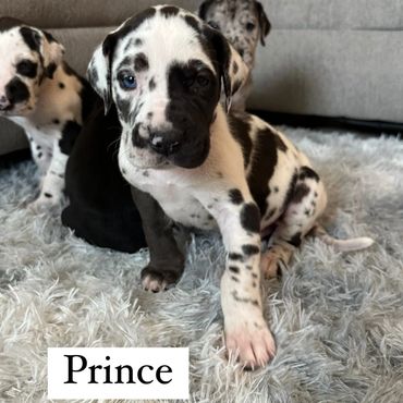 A puppy  sitting on rug