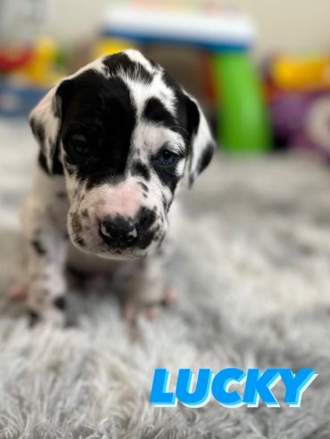 Male harlequin Great Dane puppy