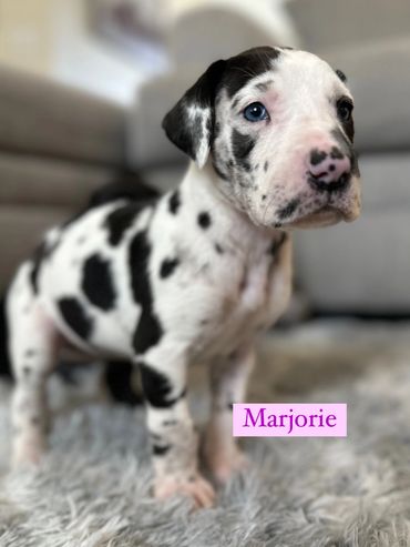 Great Dane puppy on carpet