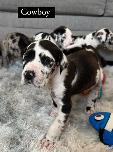 Harlequin Great Dane puppy