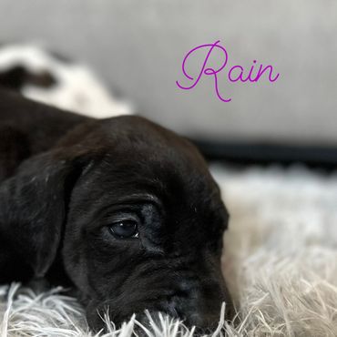 Black Great Dane puppy laying down