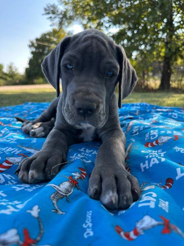 Great Dane puppy