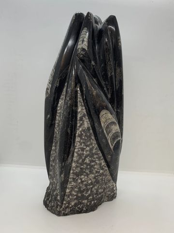 Large Orthoceras fossil, showing multiple fossilised shells