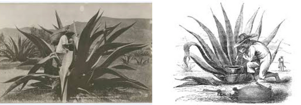 Tequila Don Weber history of tequila