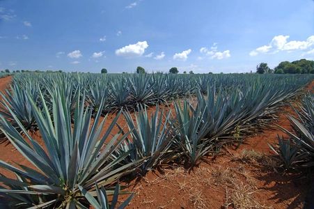 Tequila Don Weber Blue Agave Fields and Red Soil from the Highlands of Jalisco, Mexico