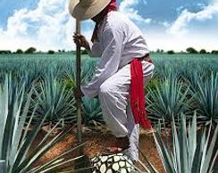 Tequila Don Weber harvesting