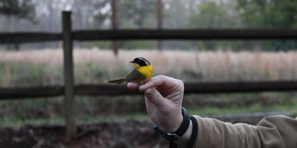 Common Yellowthroat
