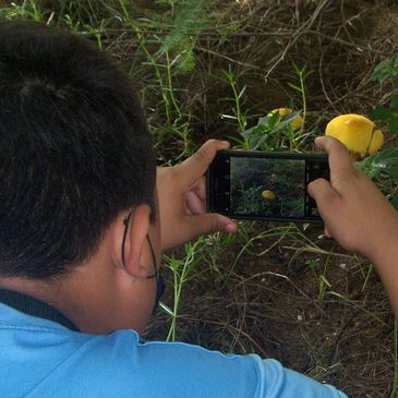 Middle School age student taking a photograph of a wild mushroom growing on a hillside in Nayarit, M