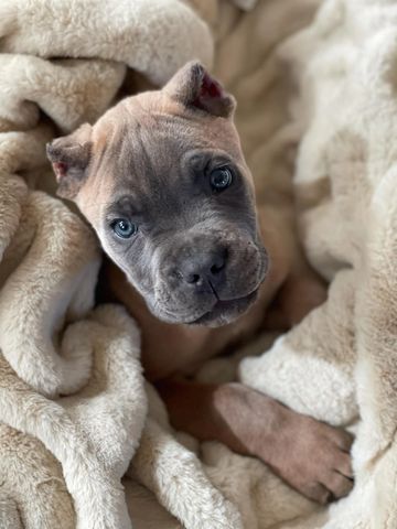 We have a few Cane Corso puppies from a co-owned litter available NOW.