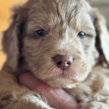 Merckle F1b Mini Aussiedoodle, hypoallergenic, #25, potty trained, shots and wormed, ready now.