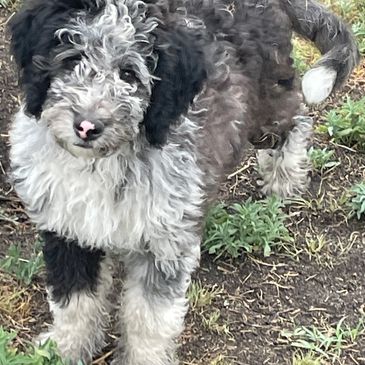 Weasel, F1b Mini Aussiedoodle, hypoallergenic, #25, potty trained, shots and wormed, ready now.