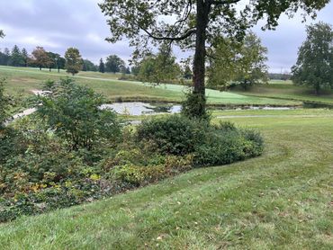 A serene landscape with a pond, trees, and lush greenery under a cloudy sky.