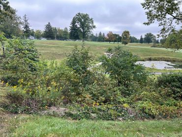A cloudy day over a green field with bushes and trees.