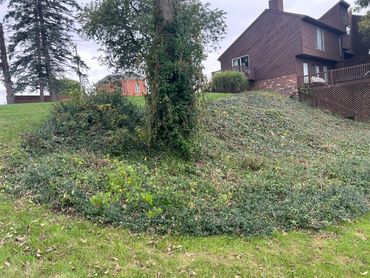 A tree covered in vines on a grassy slope near houses.