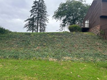 Grassy slope covered with ivy next to a house under an overcast sky.