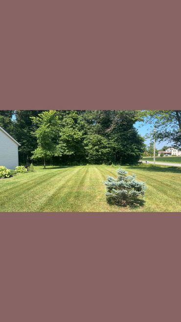 A neatly mowed lawn with a small pine tree and surrounding greenery under a clear sky.