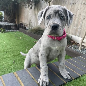 A merle puppy with blue eyes and a pink collar stands on a brick edge.