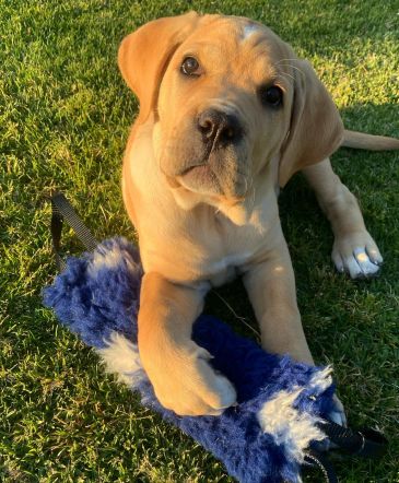 Cute puppy playing with a blue toy on grass.