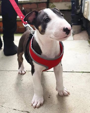 Cute Bull Terrier puppy wearing a red harness and leash.