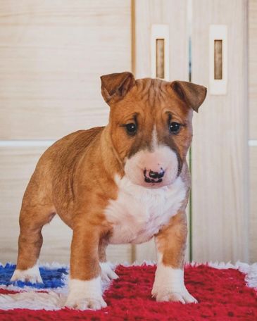 Adorable brown and white puppy standing on a colorful rug indoors.
