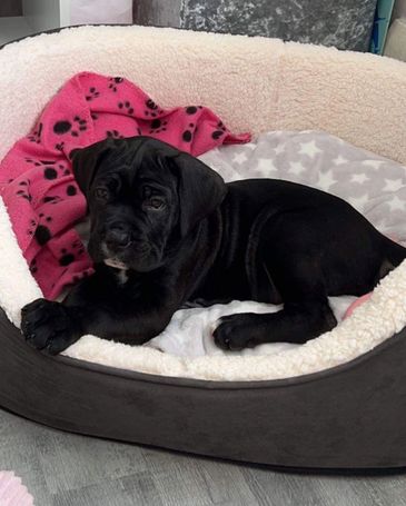 Black puppy resting in a cozy dog bed with blankets.
