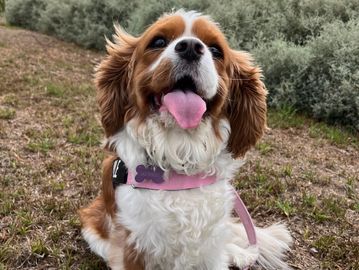 Happy dog with tongue out sitting on grass outdoors.